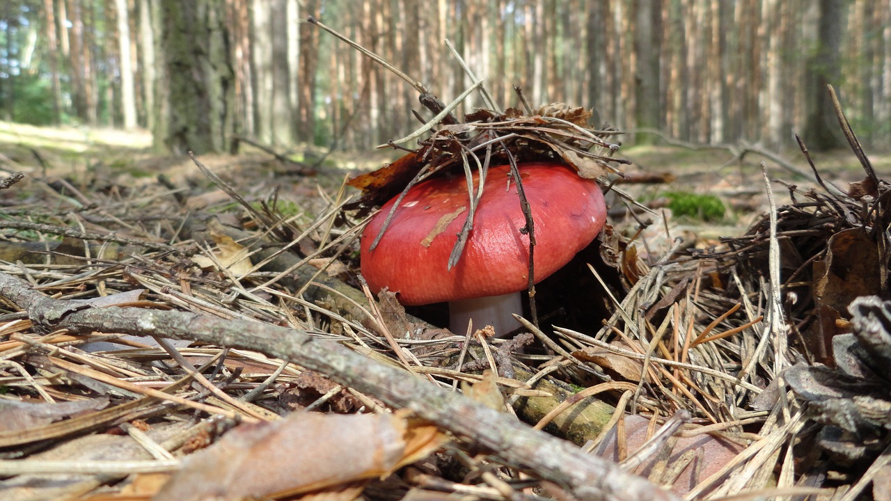 mushroom forest poisonous mushroom free photo