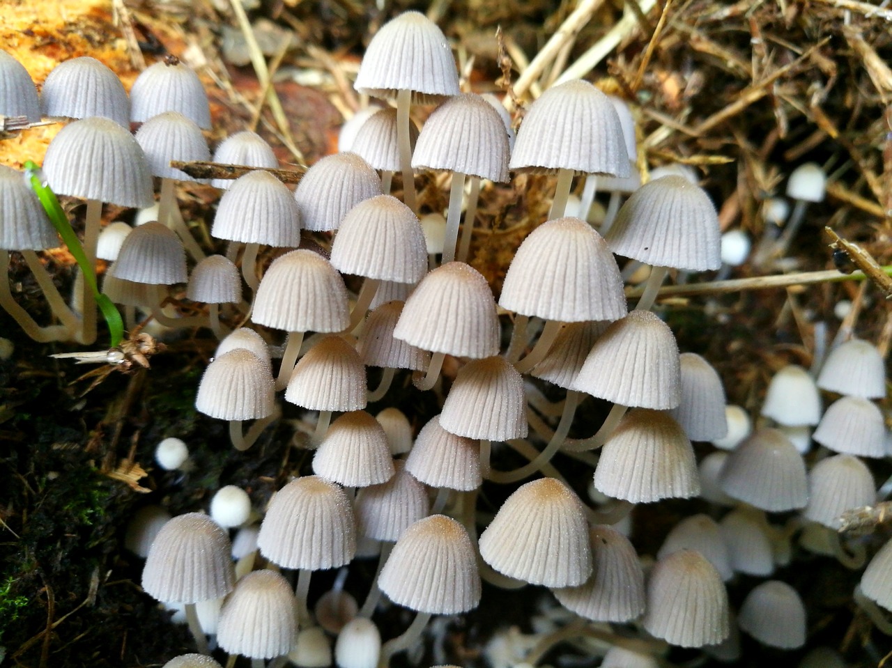 mushroom eifel germany free photo