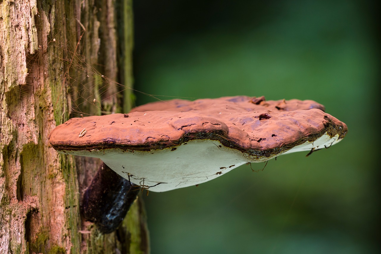 mushroom wood fungus tree fungus free photo