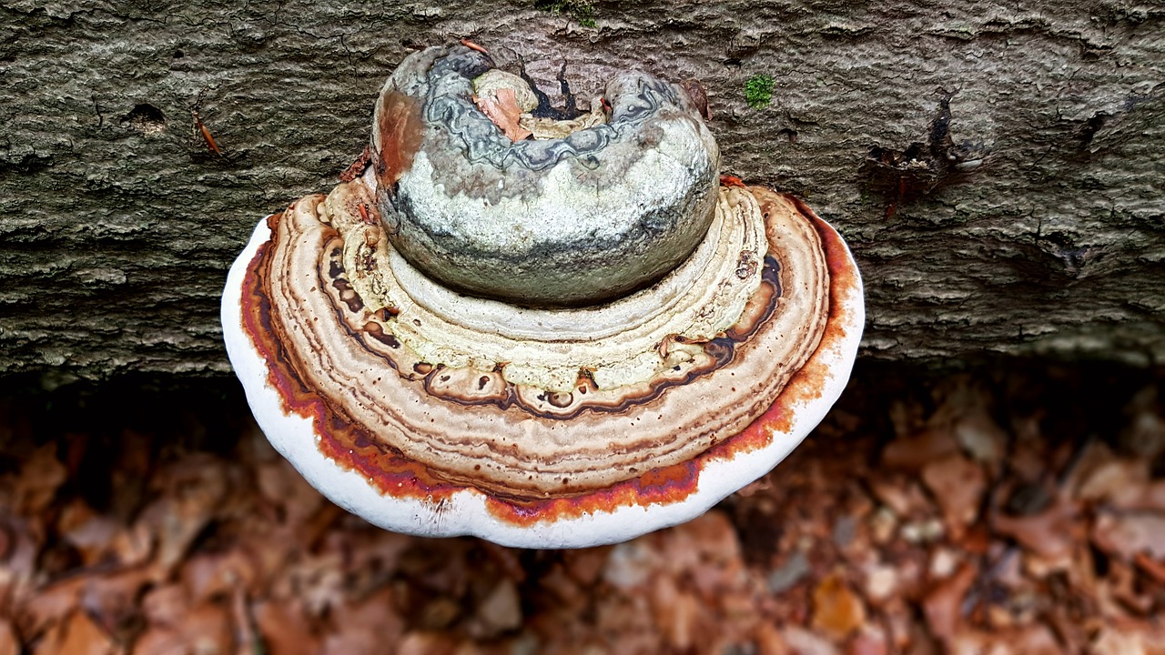 mushroom tree fungus log free photo