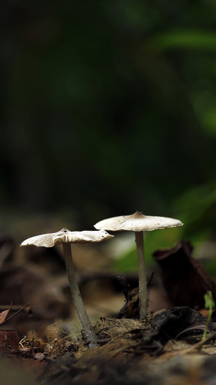 mushroom nature outdoor free photo