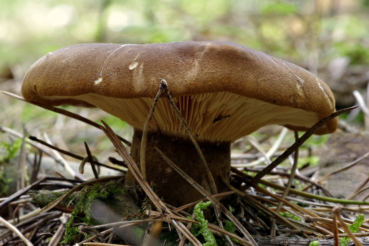 mushroom plaques brown free photo