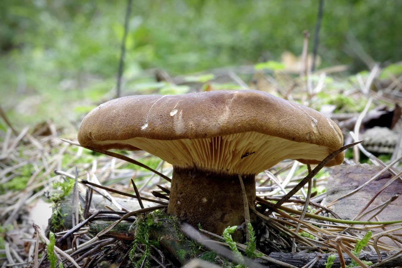 Текстура нижняя жабра грибов