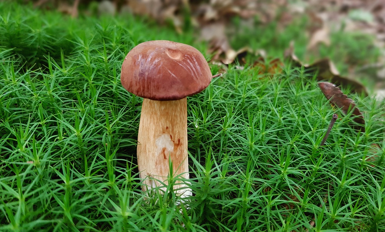 mushroom chestnut mushroom moss free photo