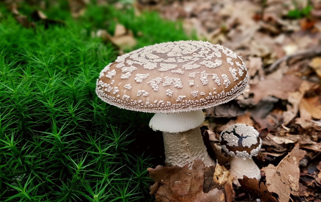 mushroom panther mushroom toxic free photo