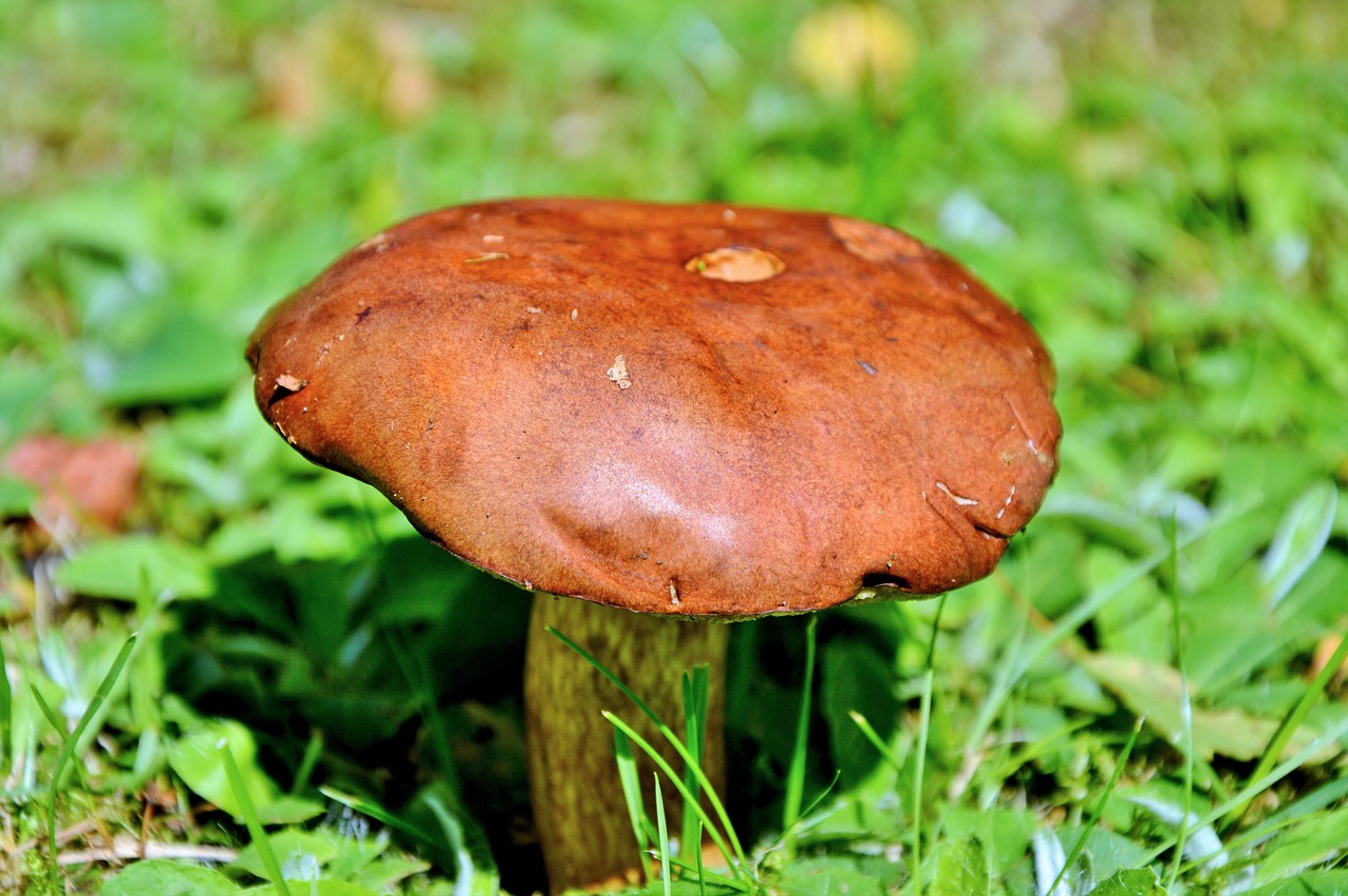 mushroom tube mushroom brown cap free photo
