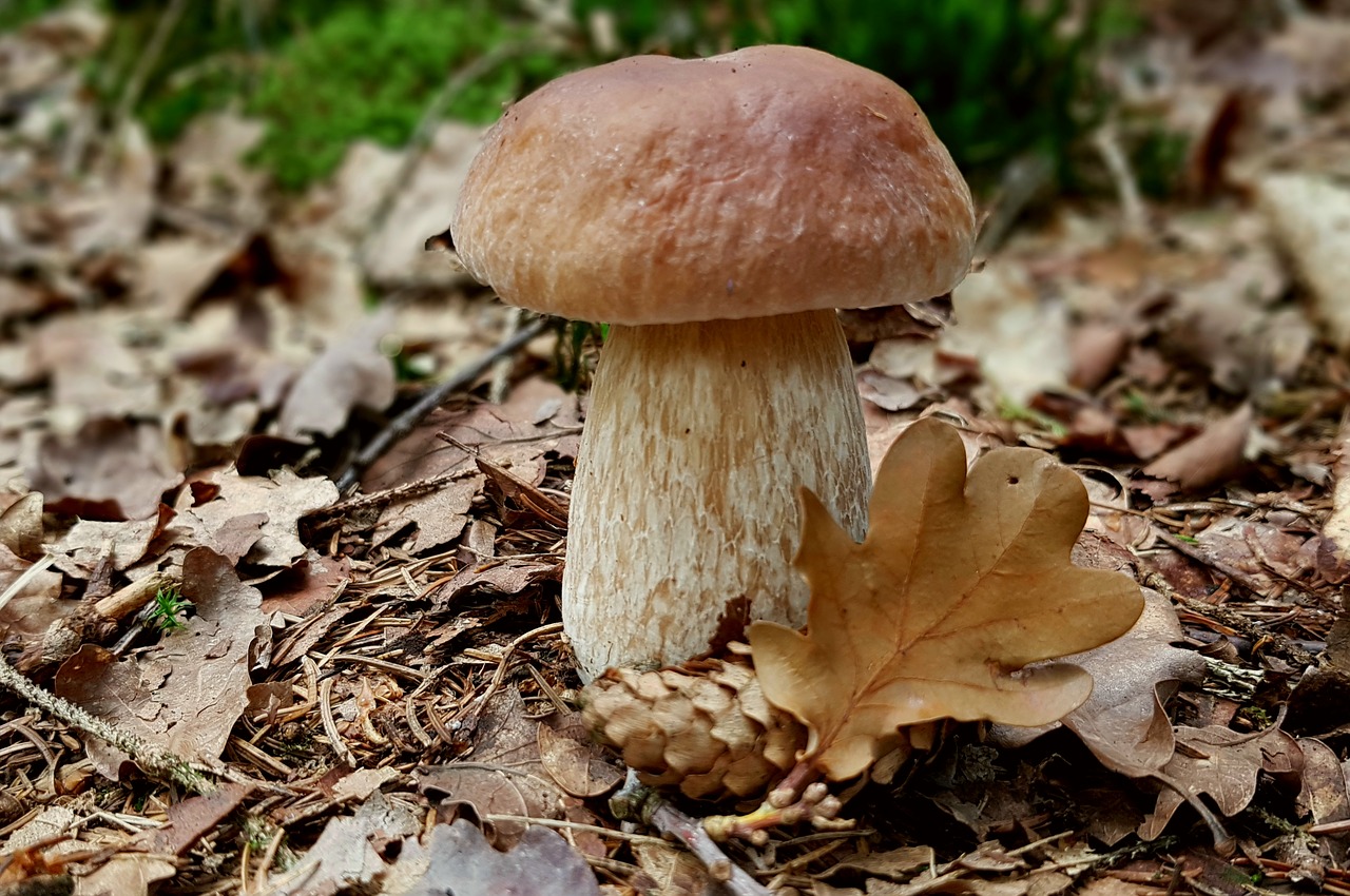mushroom cep summer steinpilz free photo
