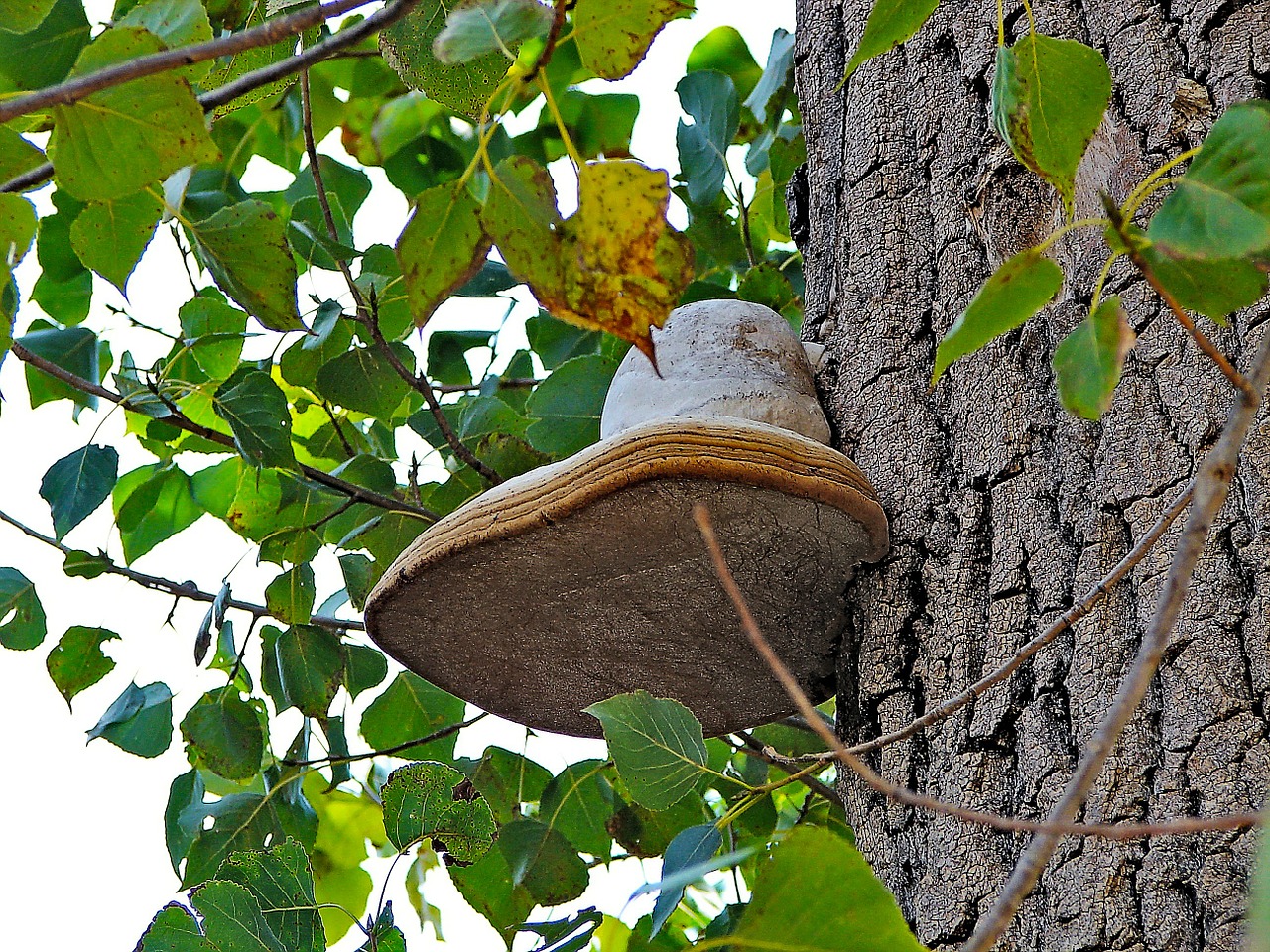 mushroom fungi tree free photo