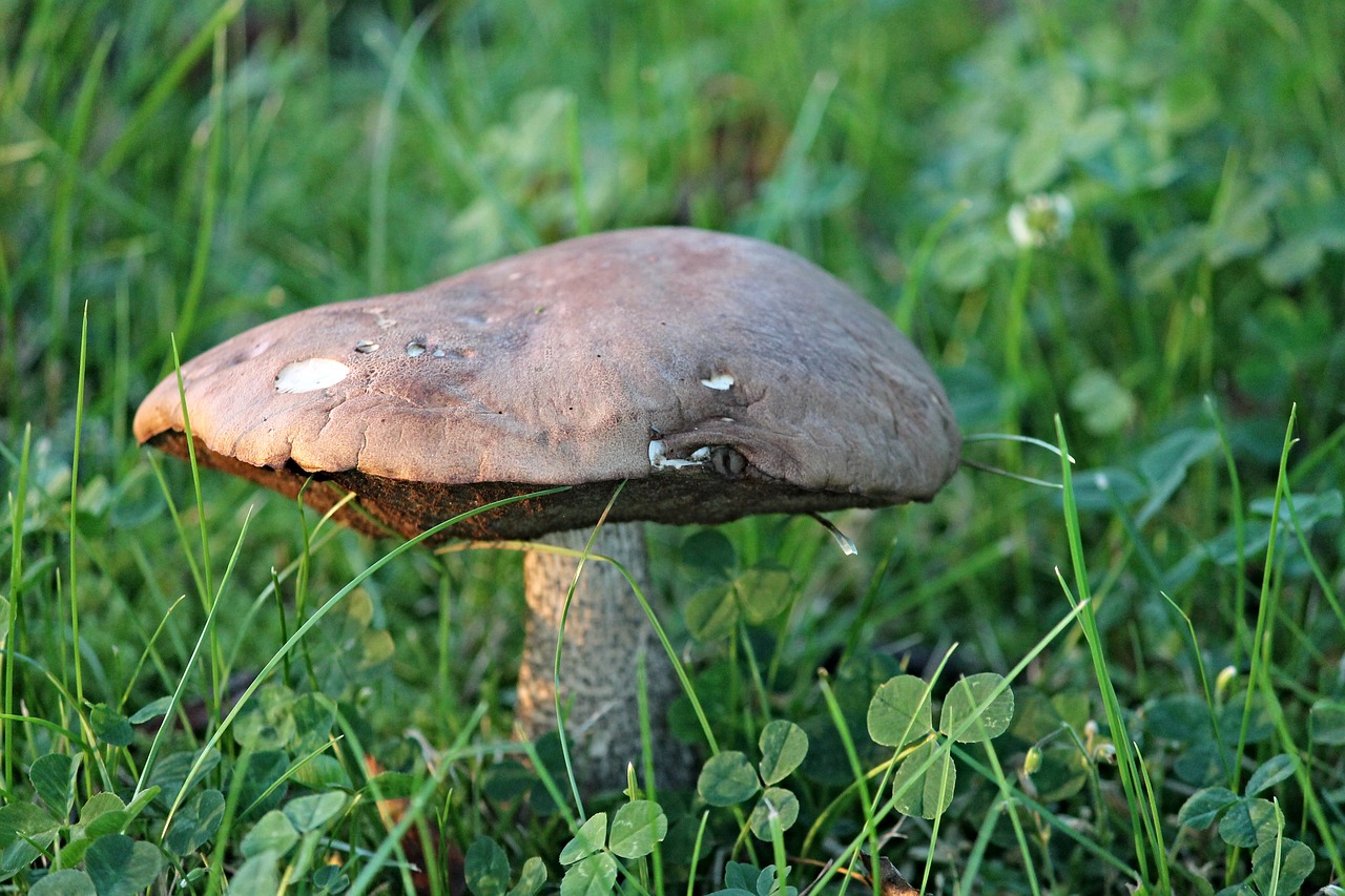 mushroom eye hat free photo