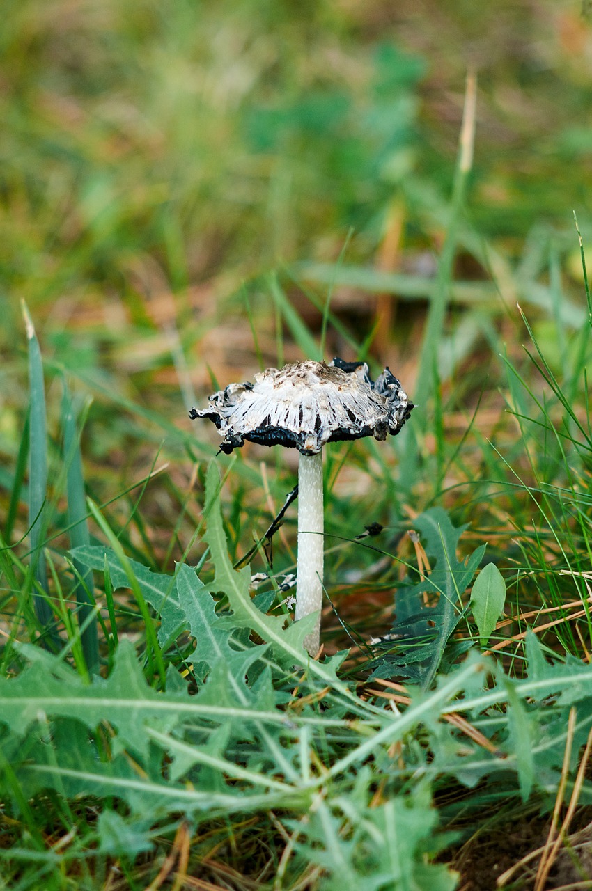 mushroom forest in the forest free photo