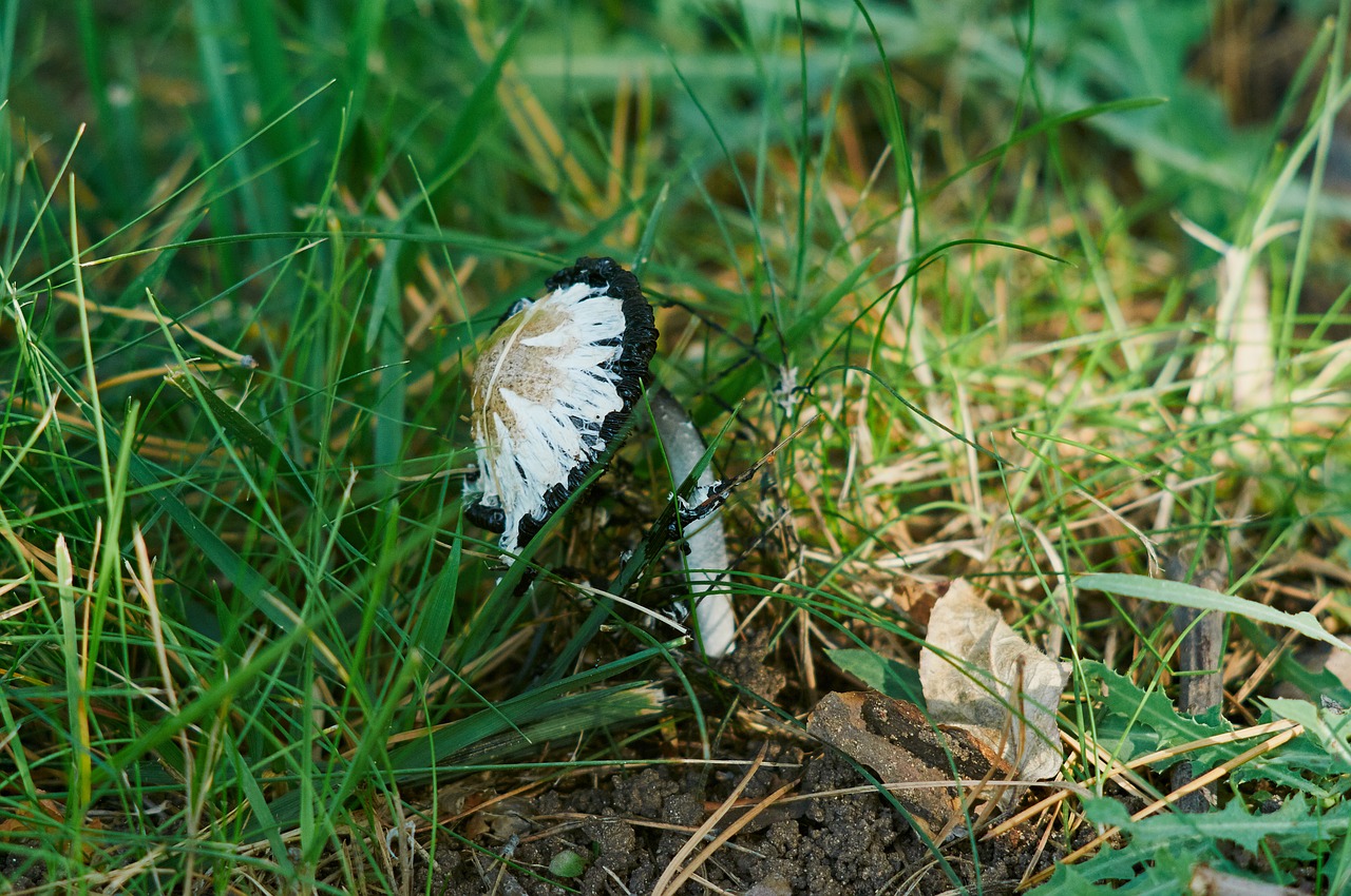 mushroom forest in the forest free photo