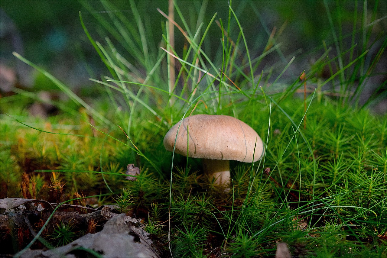 mushroom grass forest free photo