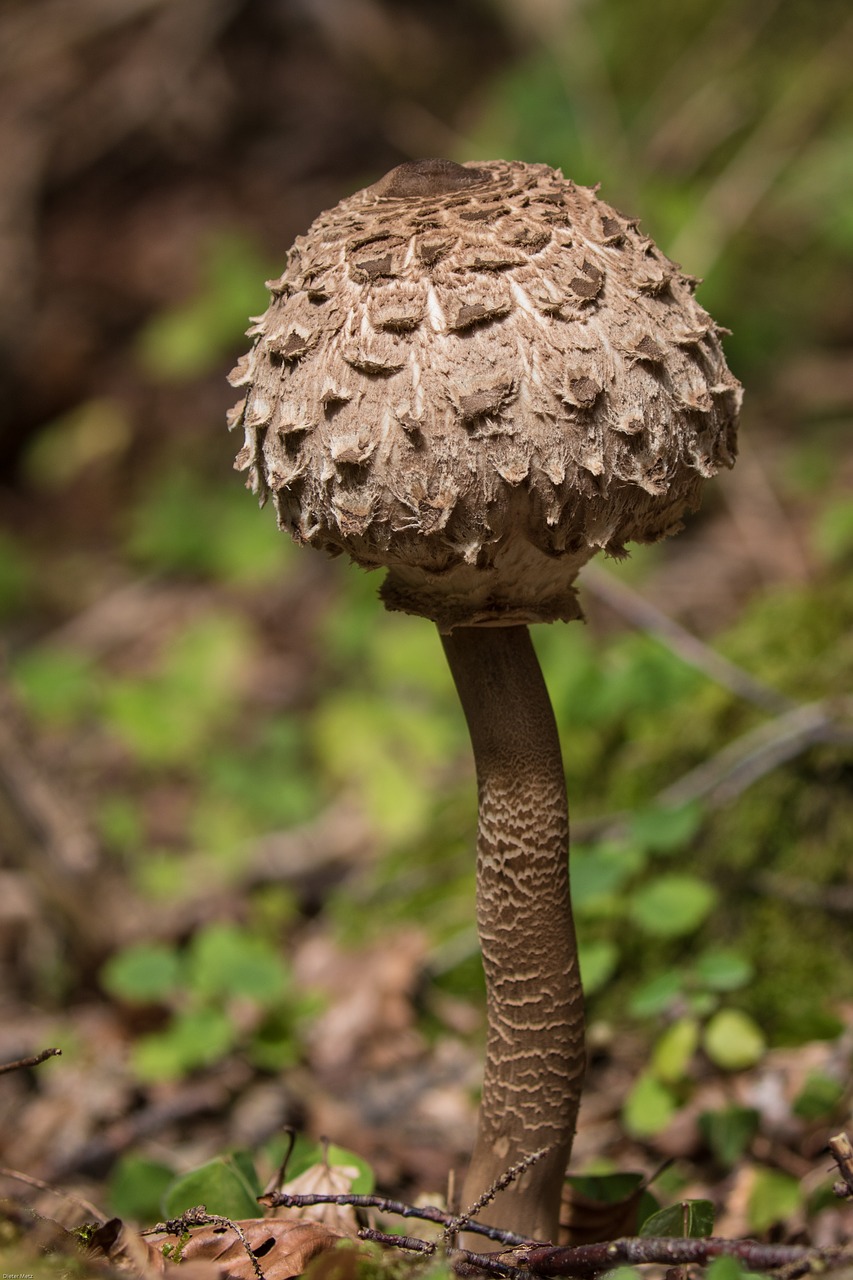 mushroom parasol schirmling free photo