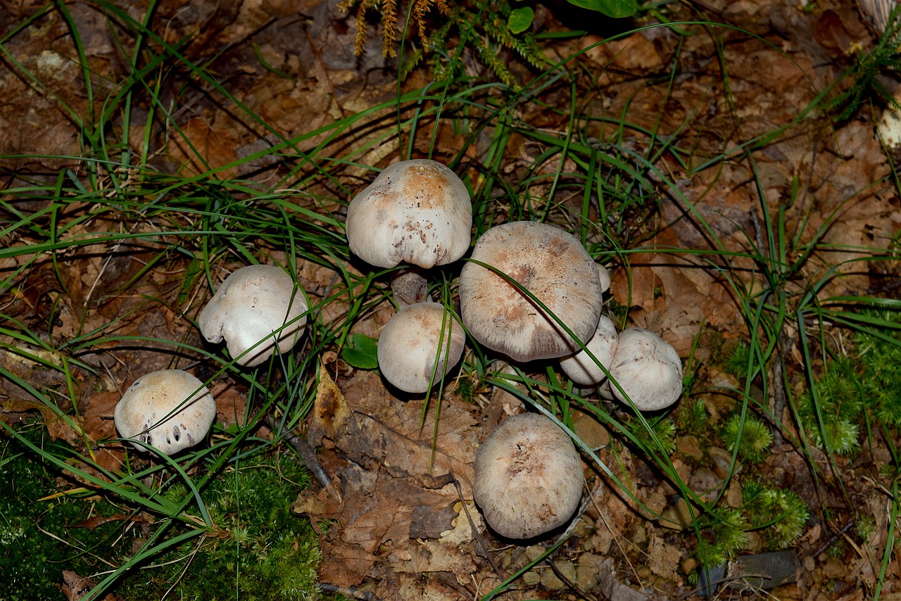 mushroom grass sunlight free photo