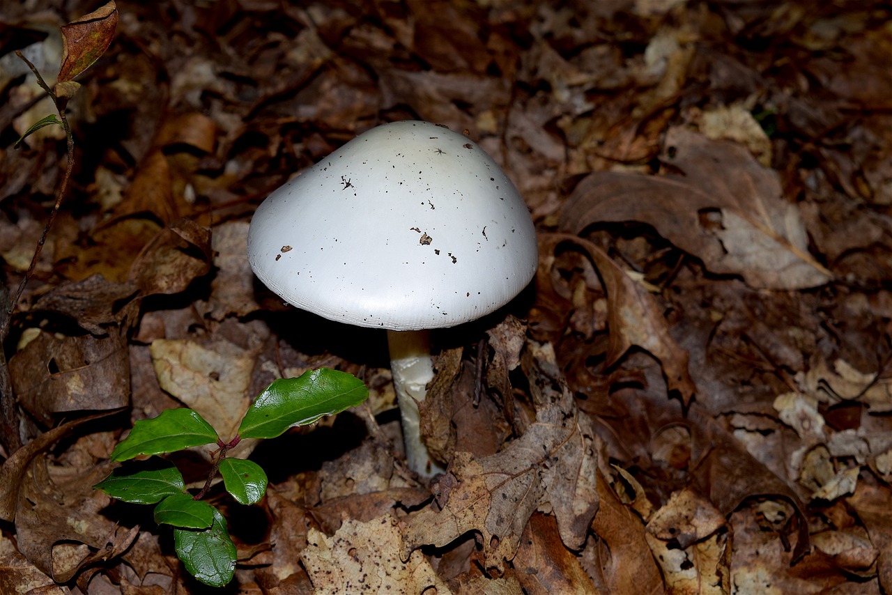mushroom white sunlight free photo