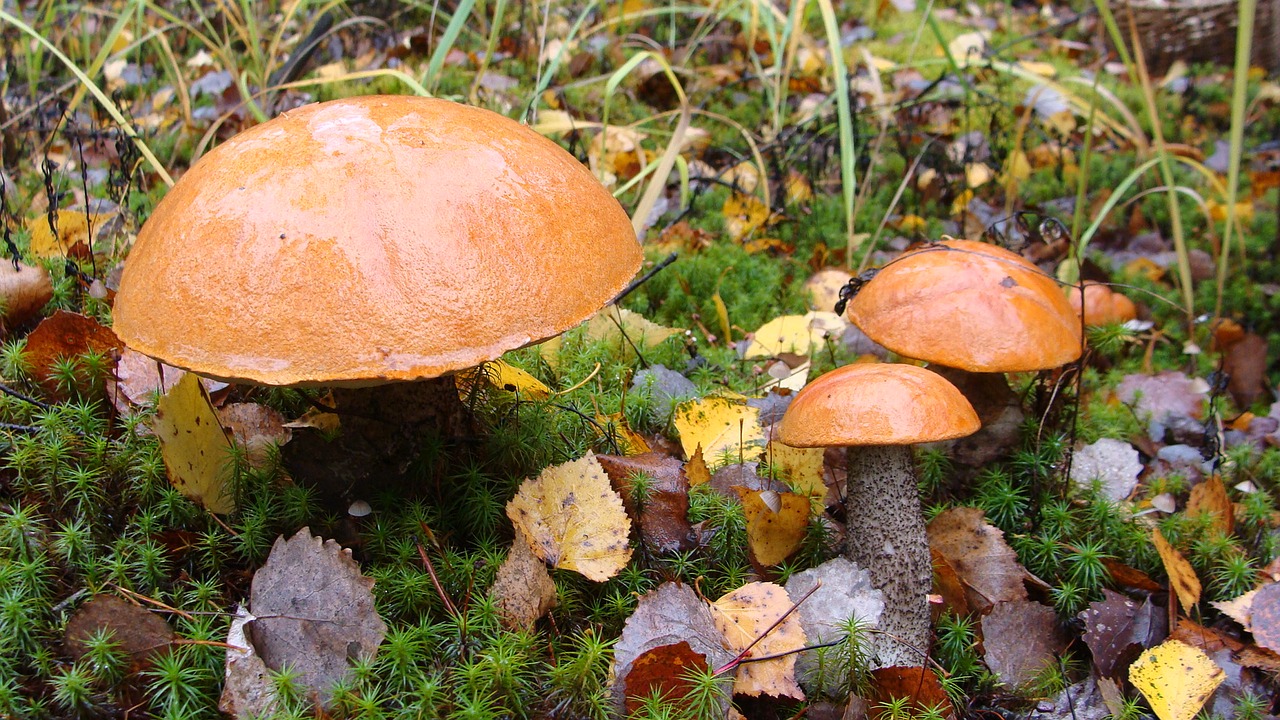 mushroom orange-cap boletus autumn free photo