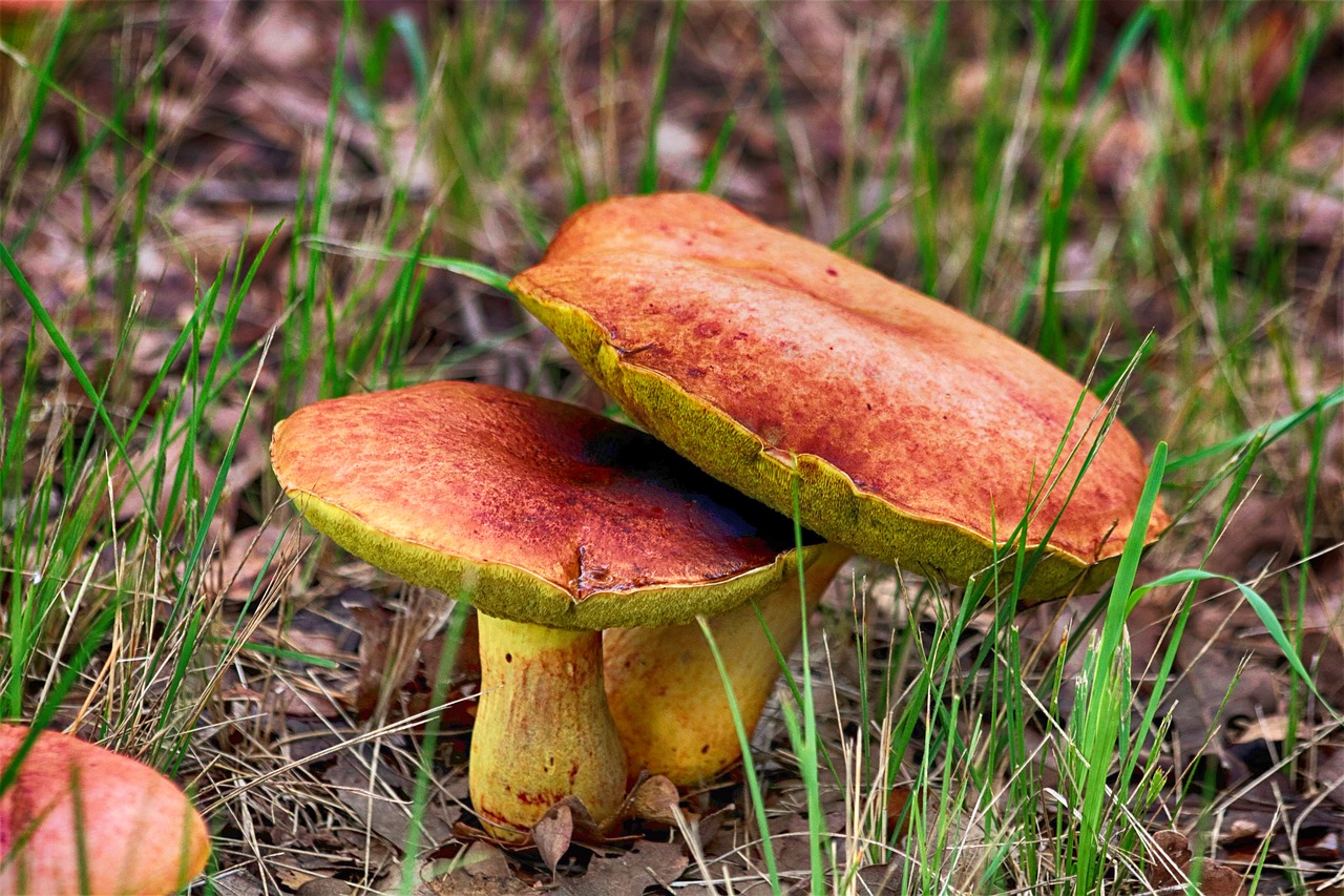 mushroom fungi vegetable free photo