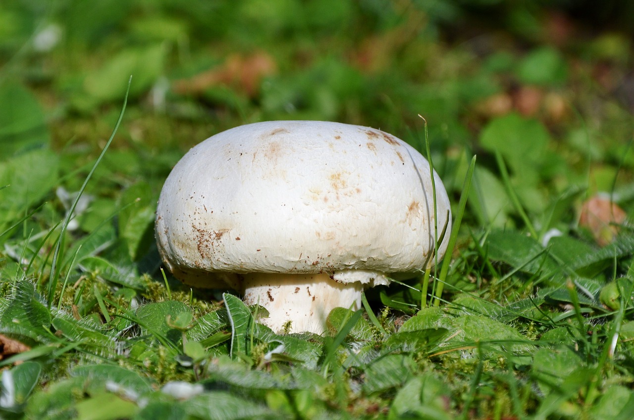 mushroom egerling disc fungus free photo