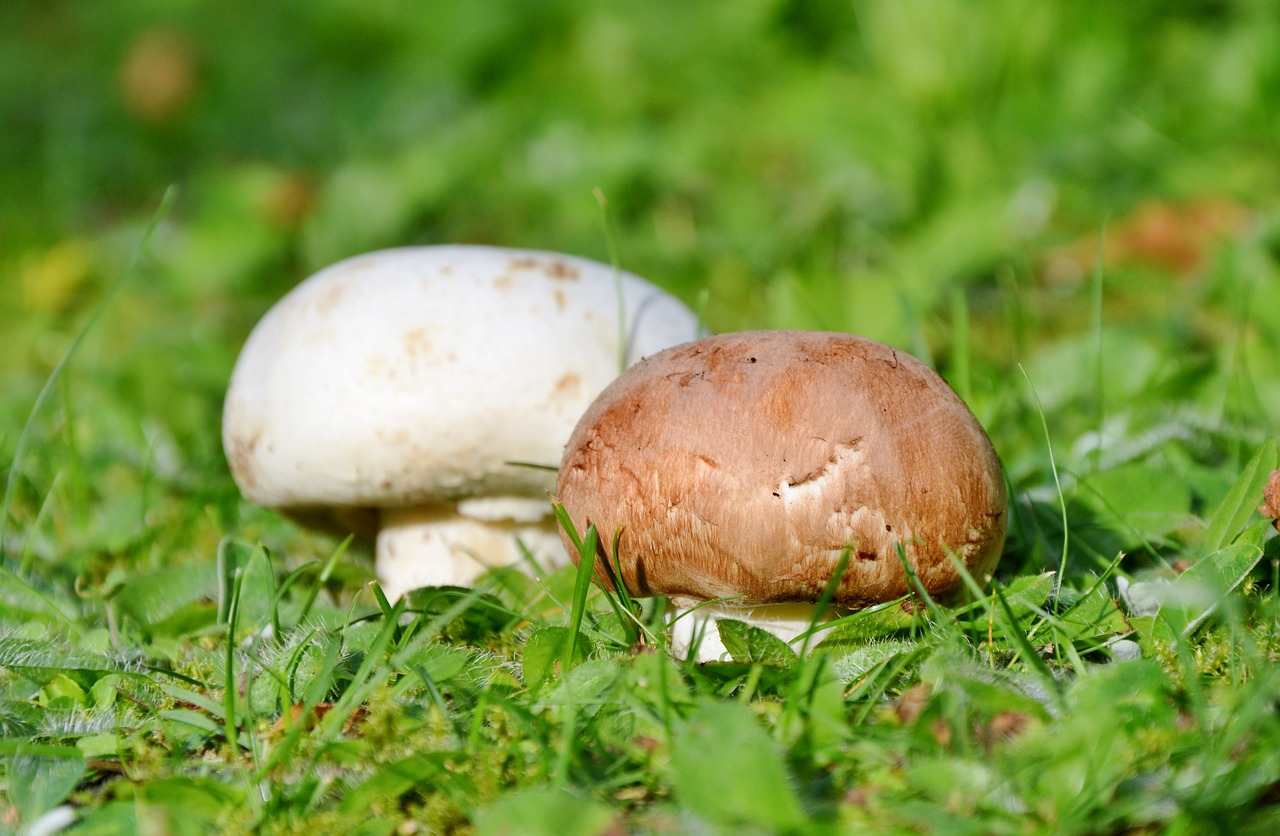 mushroom egerling disc fungus free photo