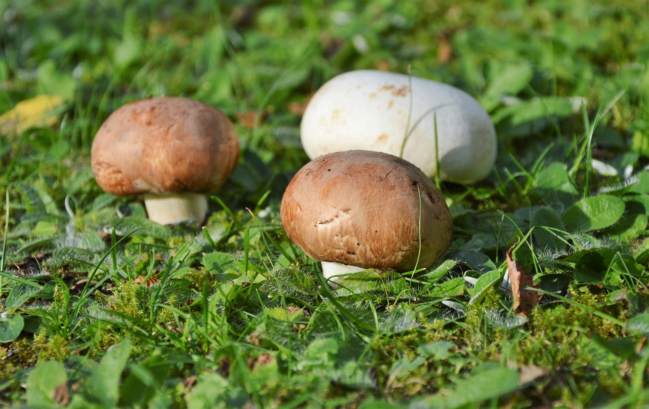 mushroom egerling disc fungus free photo