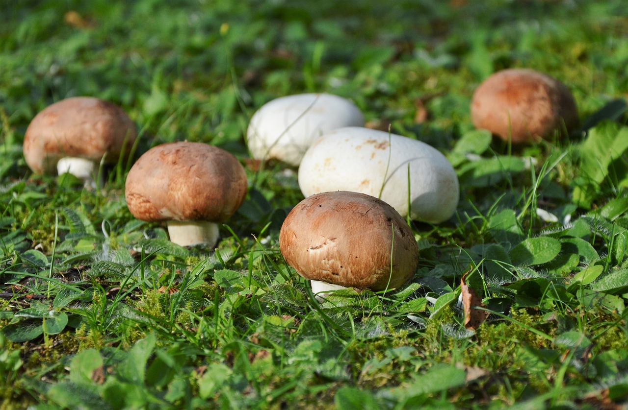 mushroom egerling disc fungus free photo