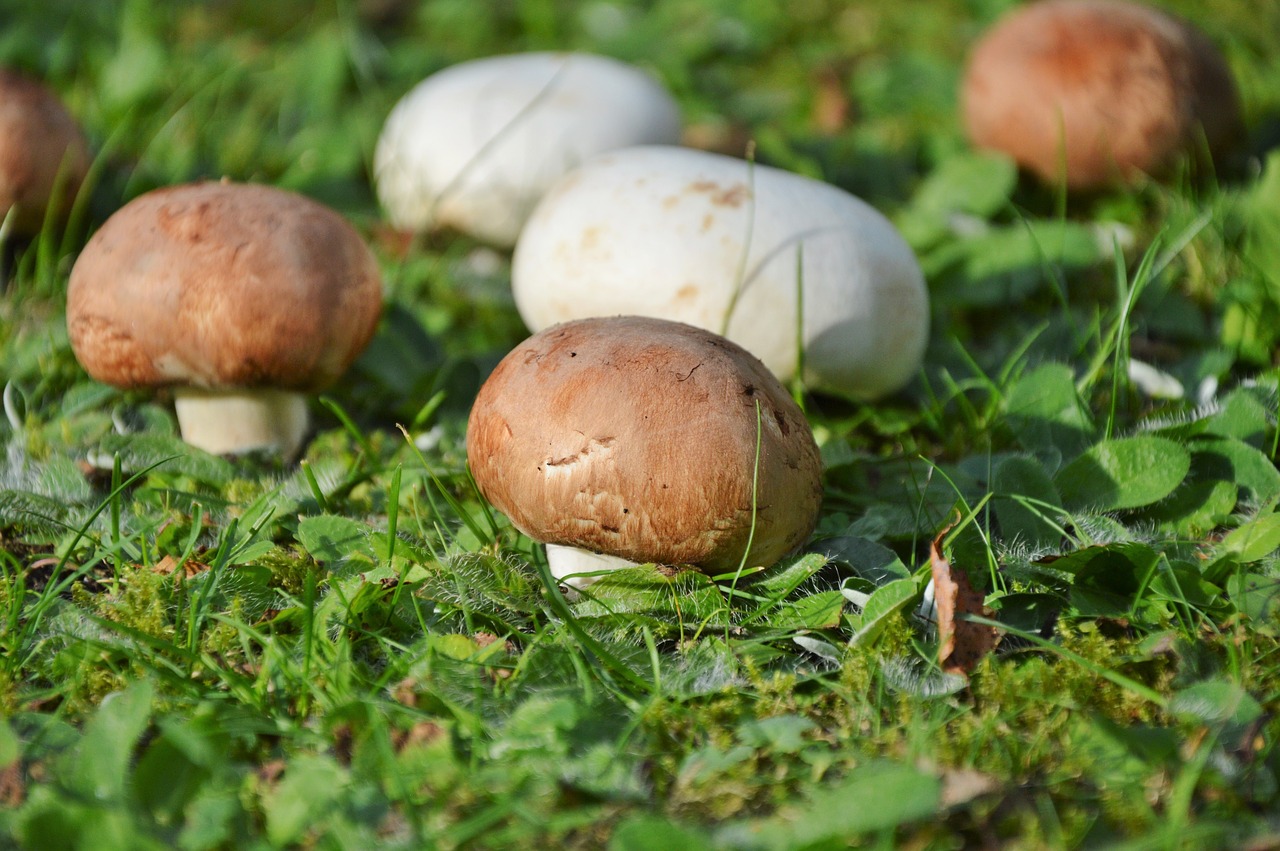 mushroom egerling disc fungus free photo