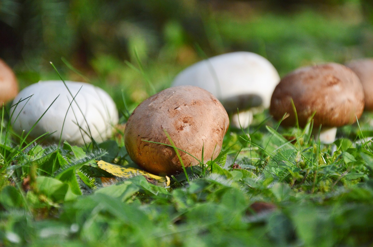 mushroom egerling disc fungus free photo