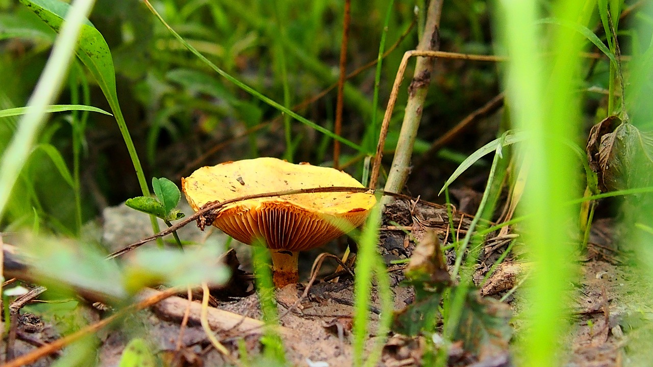 mushroom forest flora free photo