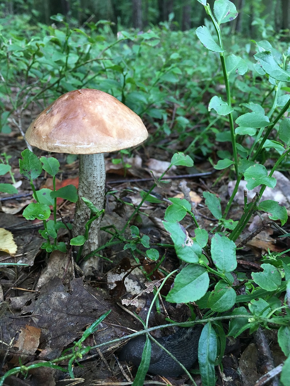 mushroom tucholskie mushrooms free photo