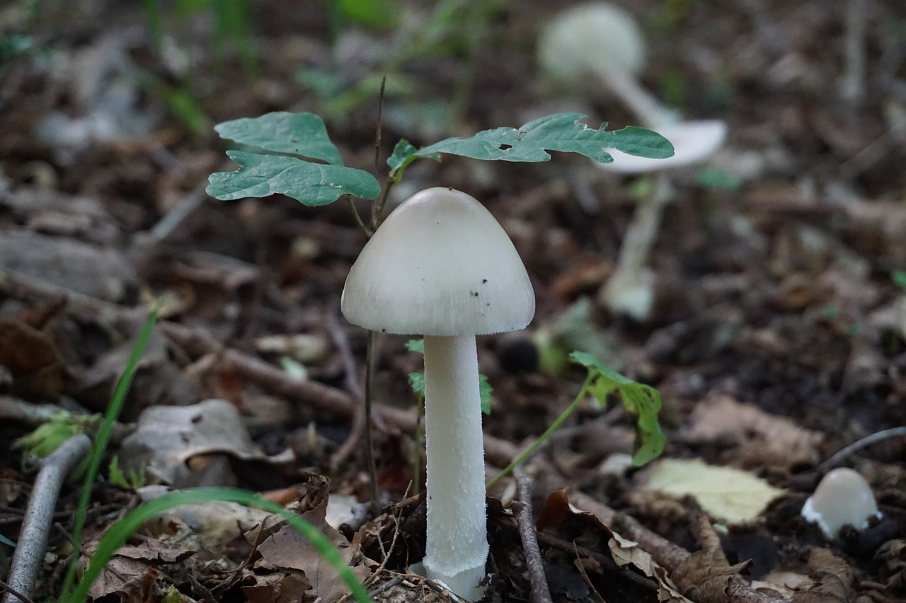 mushroom forest nature free photo