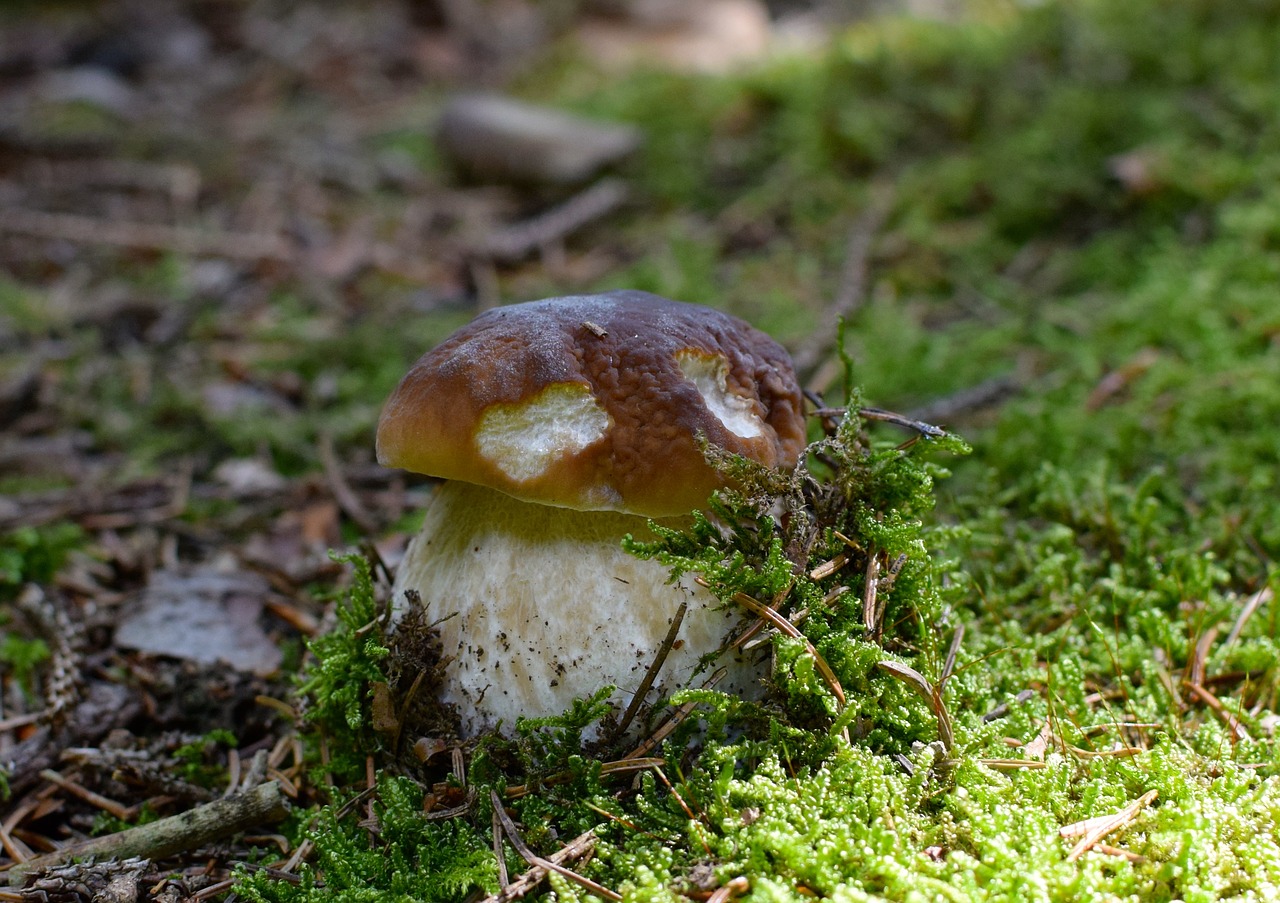 mushroom cep noble rot free photo