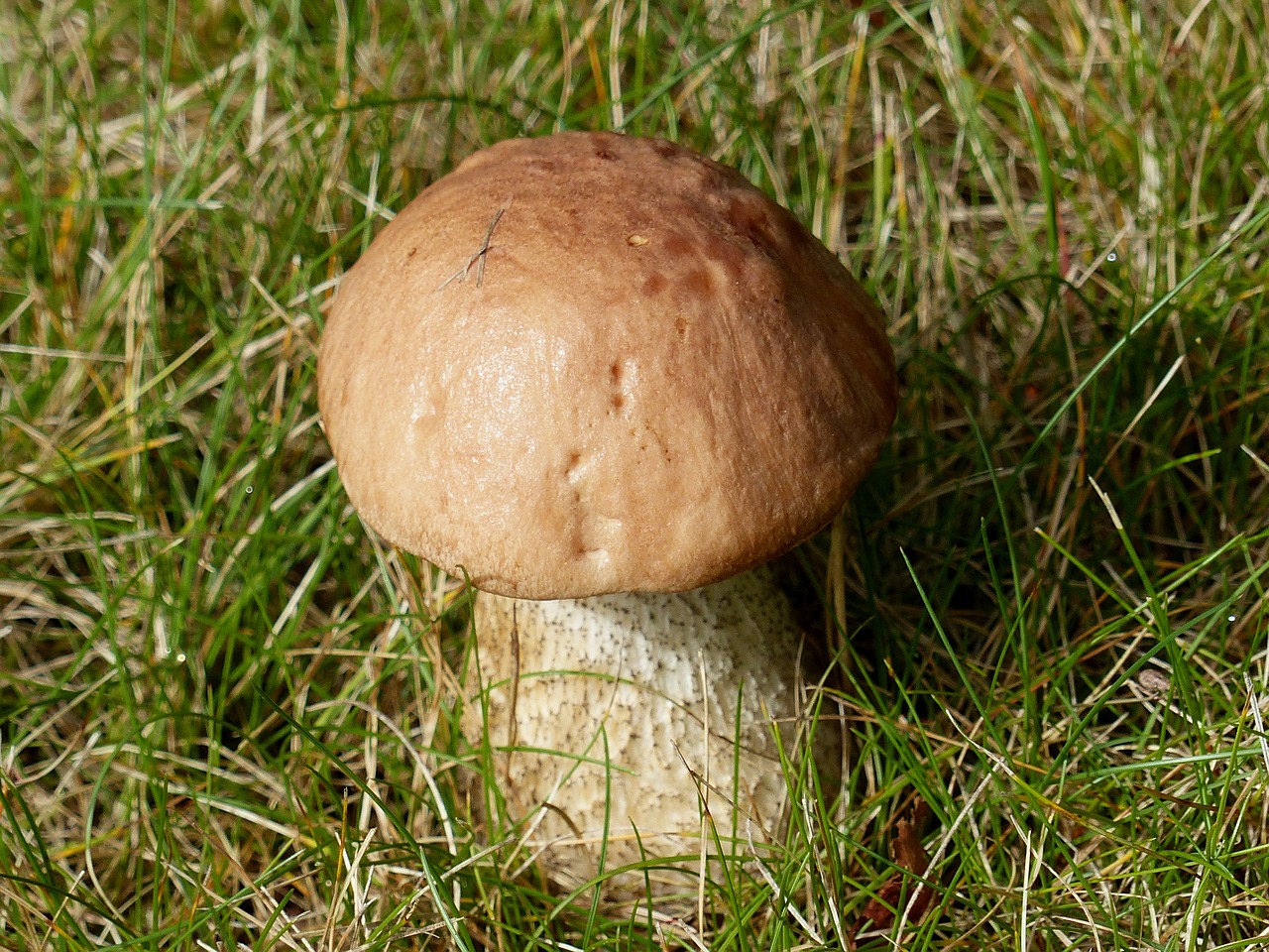 mushroom autumn brown free photo