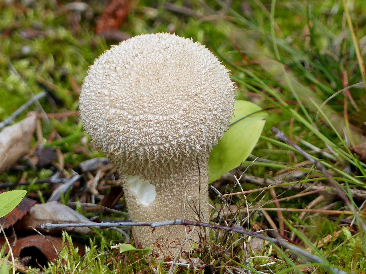 mushroom white autumn free photo