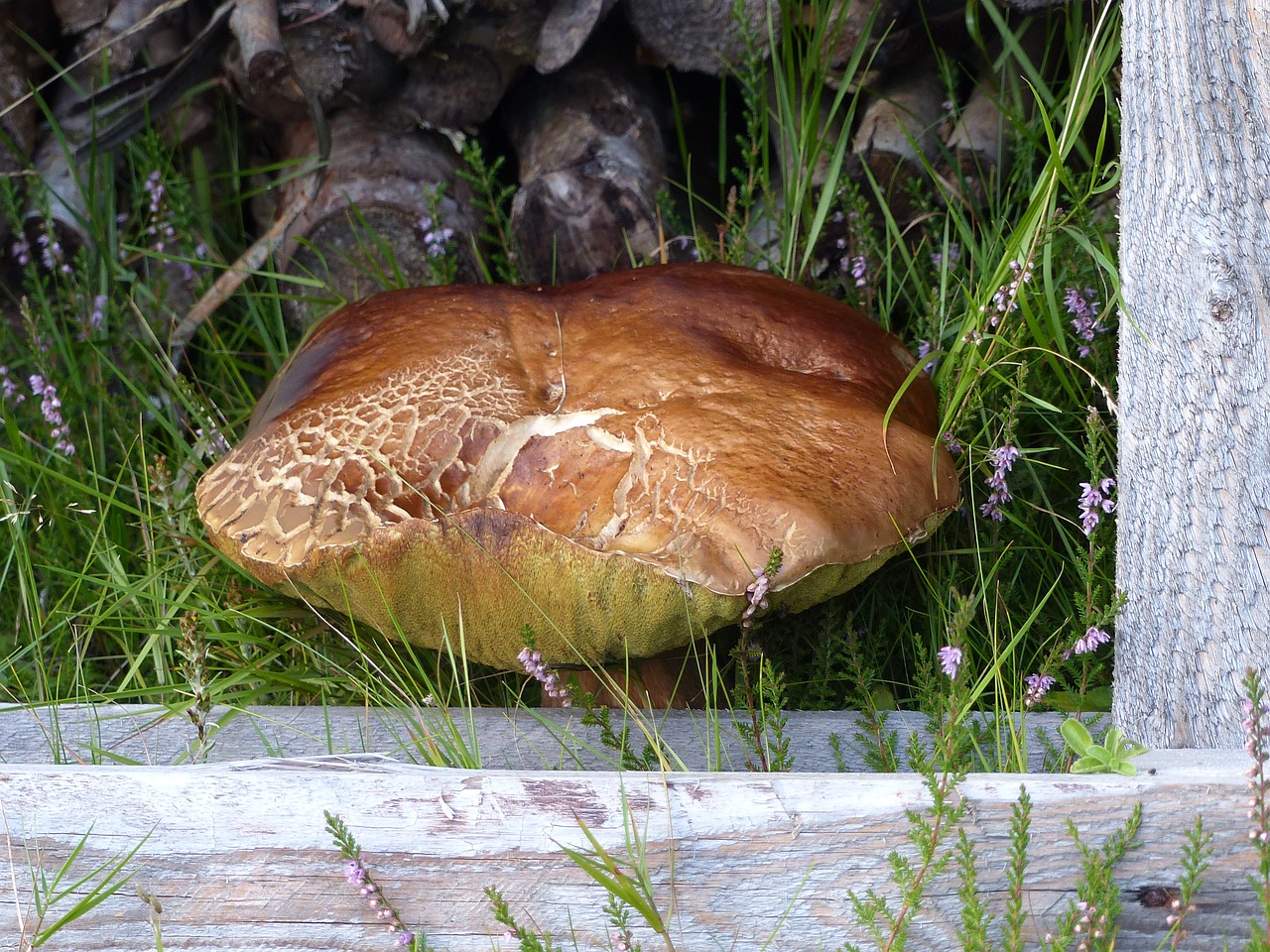 mushroom brown garden free photo