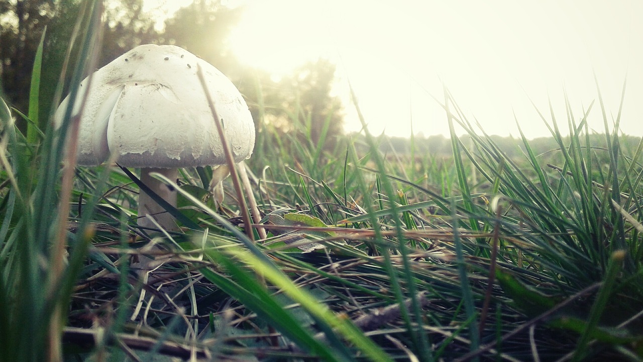 mushroom grass nature free photo