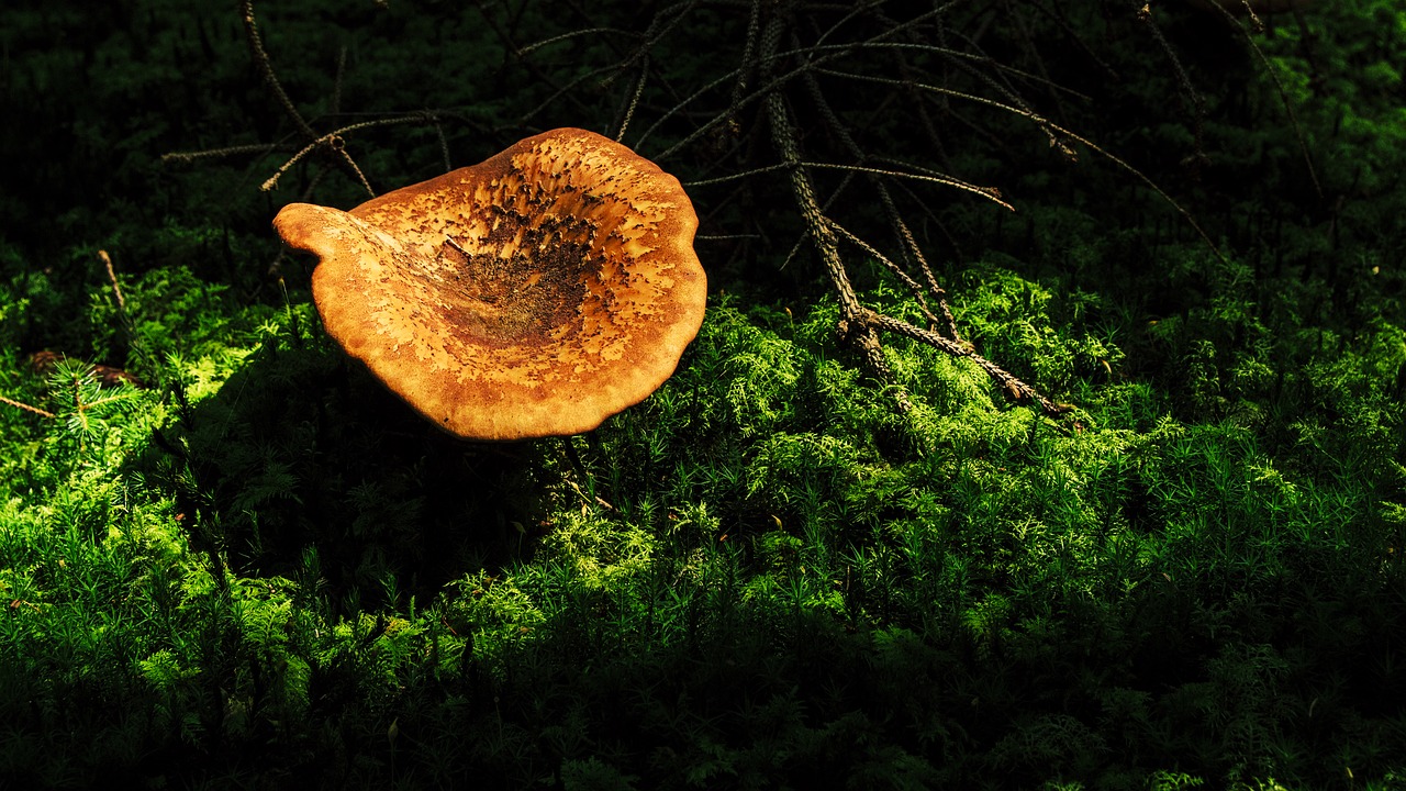 mushroom forest autumn free photo