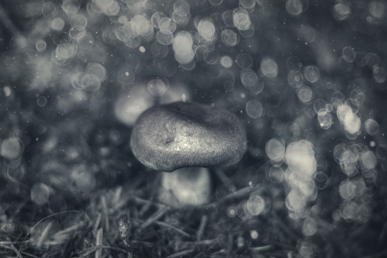 mushroom forest mushroom wood free photo