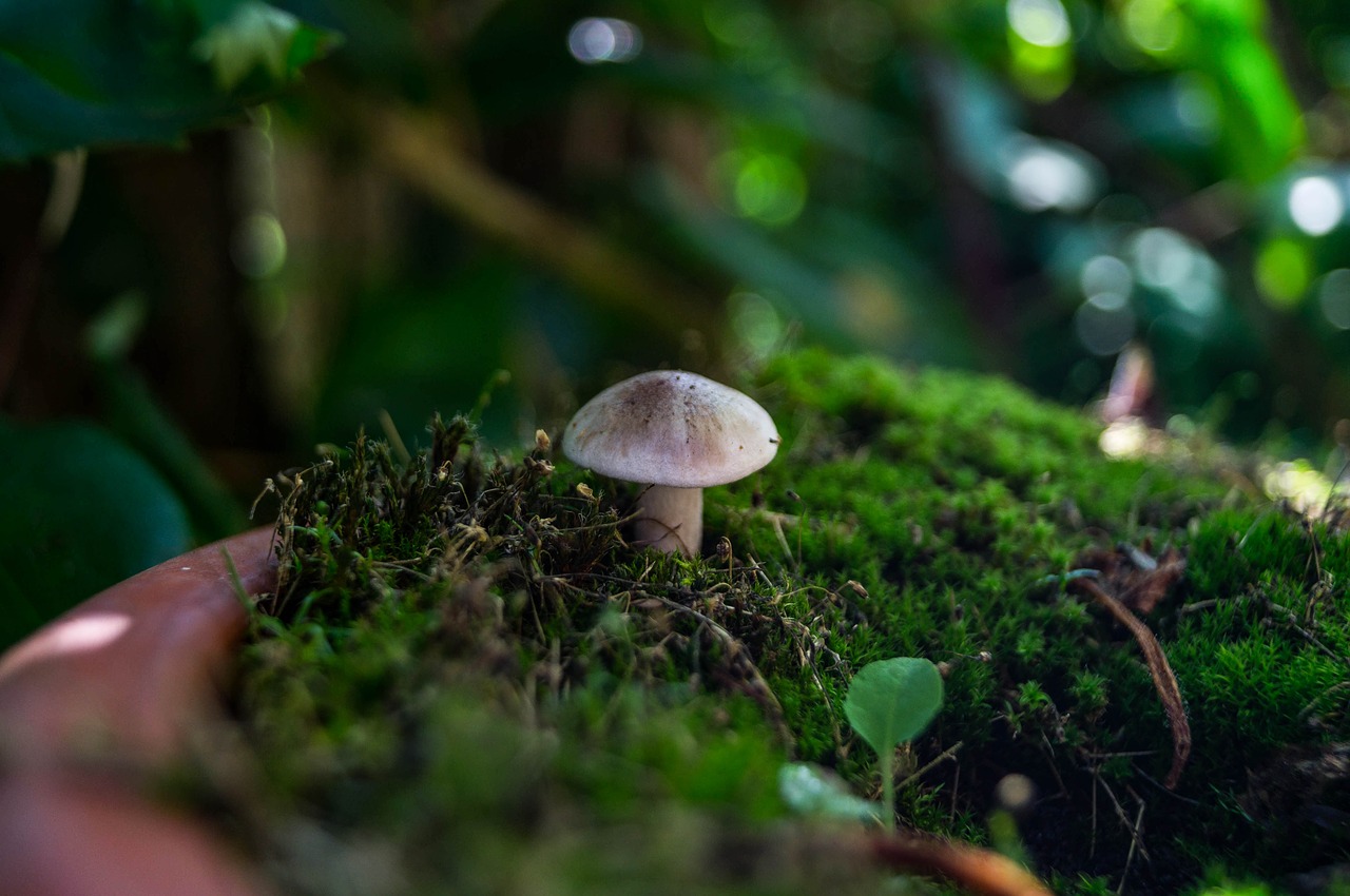 mushroom moss close free photo