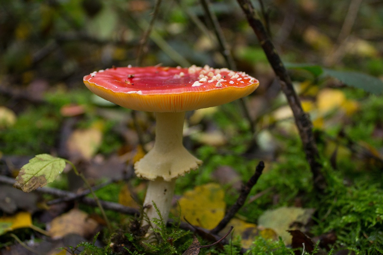 mushroom fly agaric red fly agaric mushroom free photo