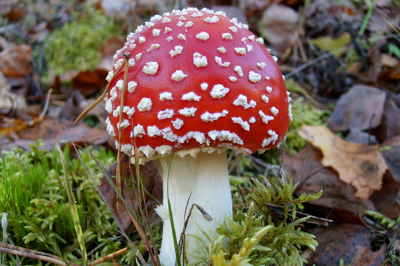 mushroom amanita poisonous free photo