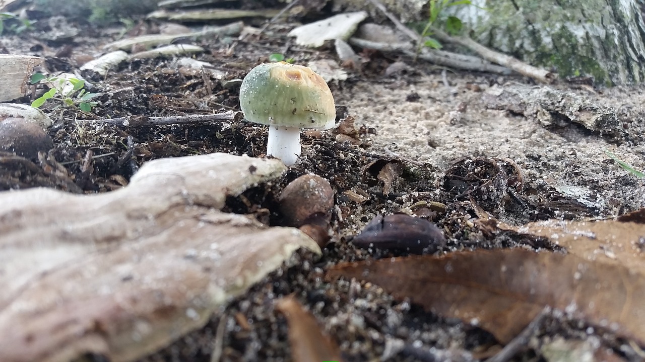 mushroom forest rocks free photo