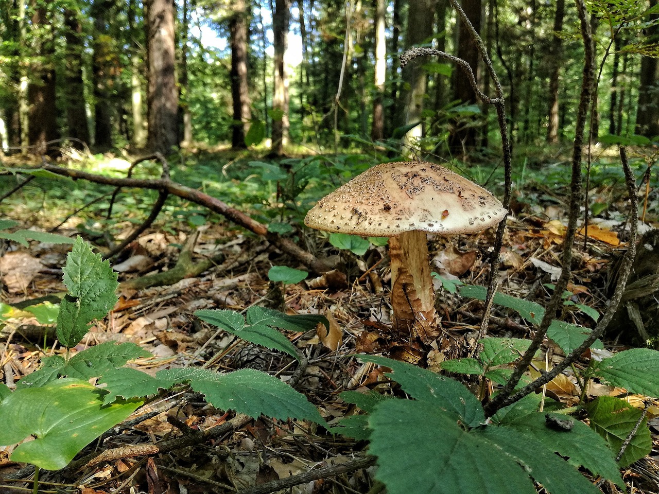 mushroom forest mushrooms free photo
