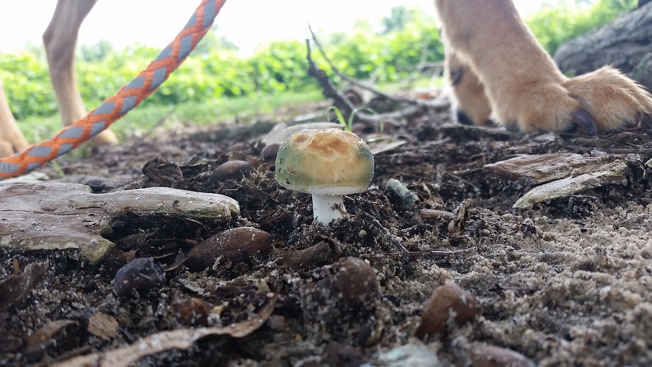 mushroom dog walk nature free photo