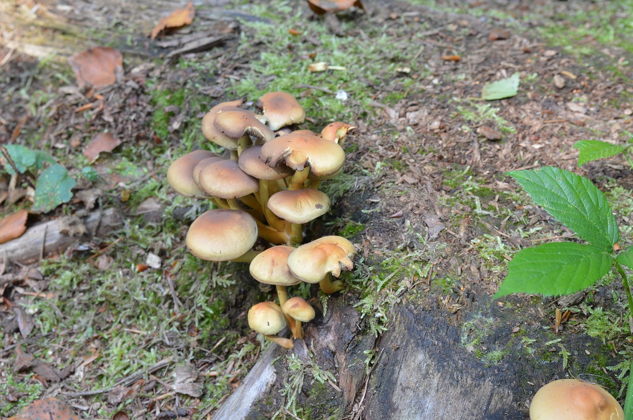 mushroom nature wood free photo