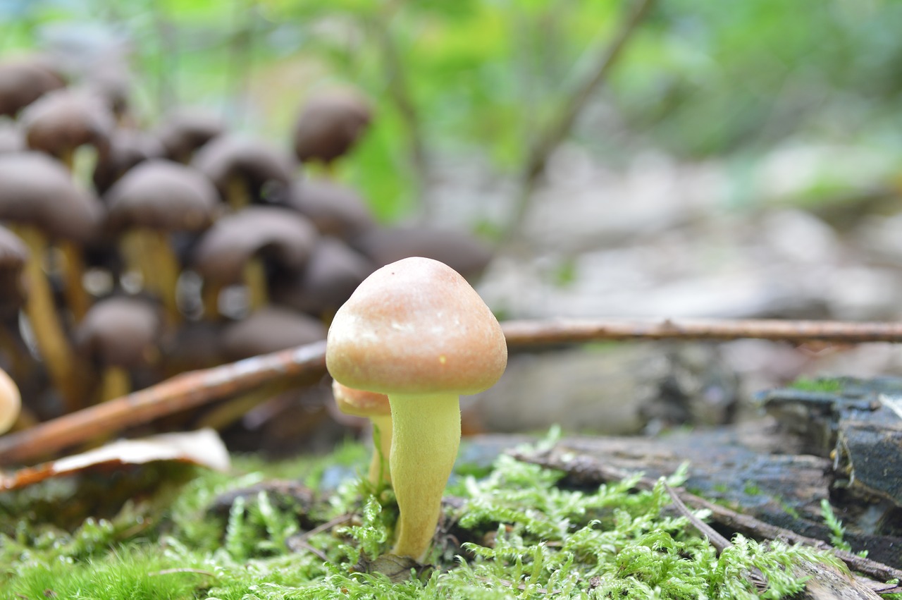 mushroom nature wood free photo