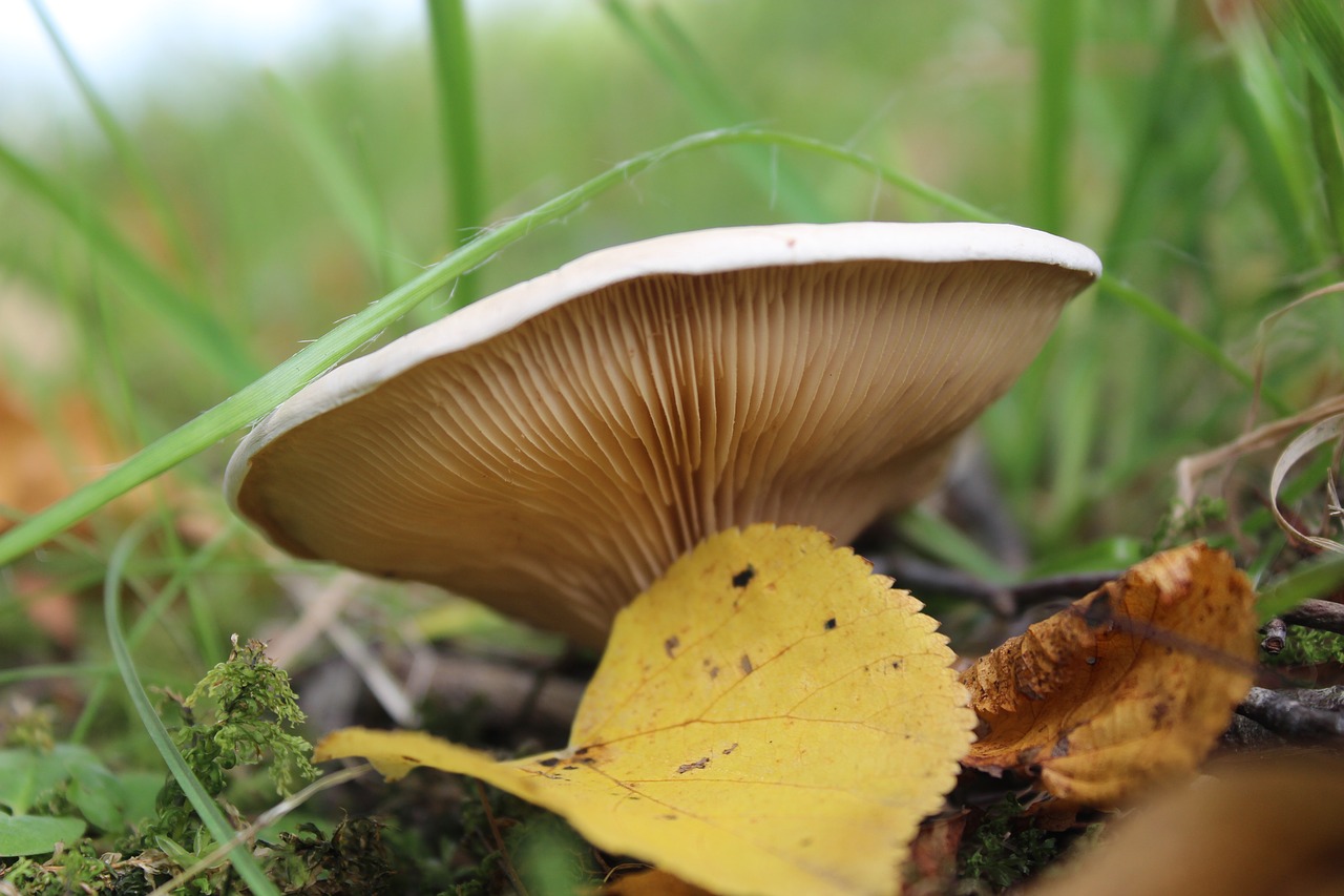 mushroom leaf natural free photo