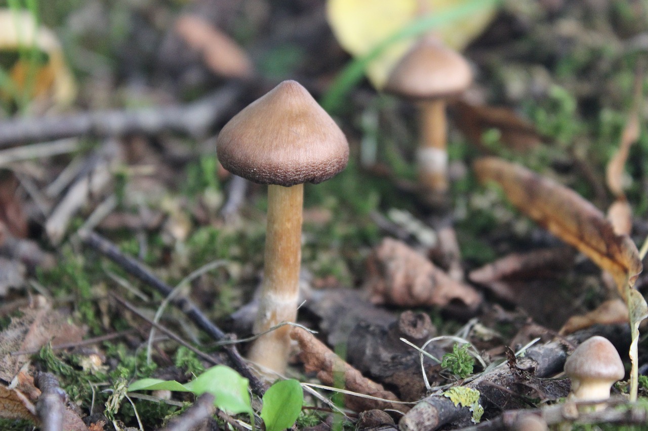 mushroom nature natural free photo