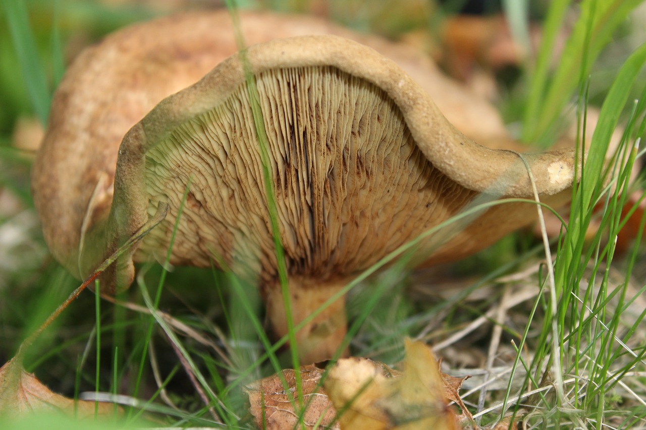 mushroom grass autumn