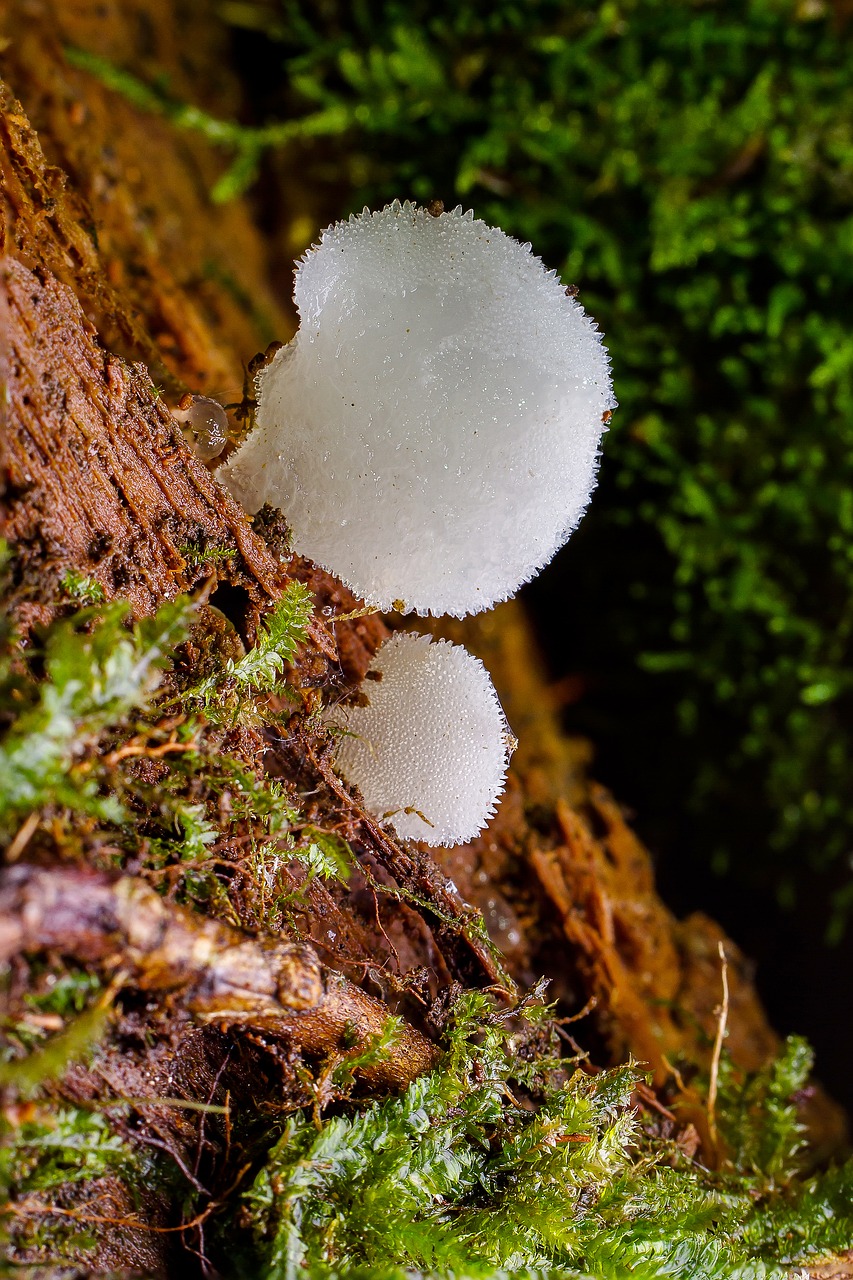 mushroom mini mushroom sponge free photo