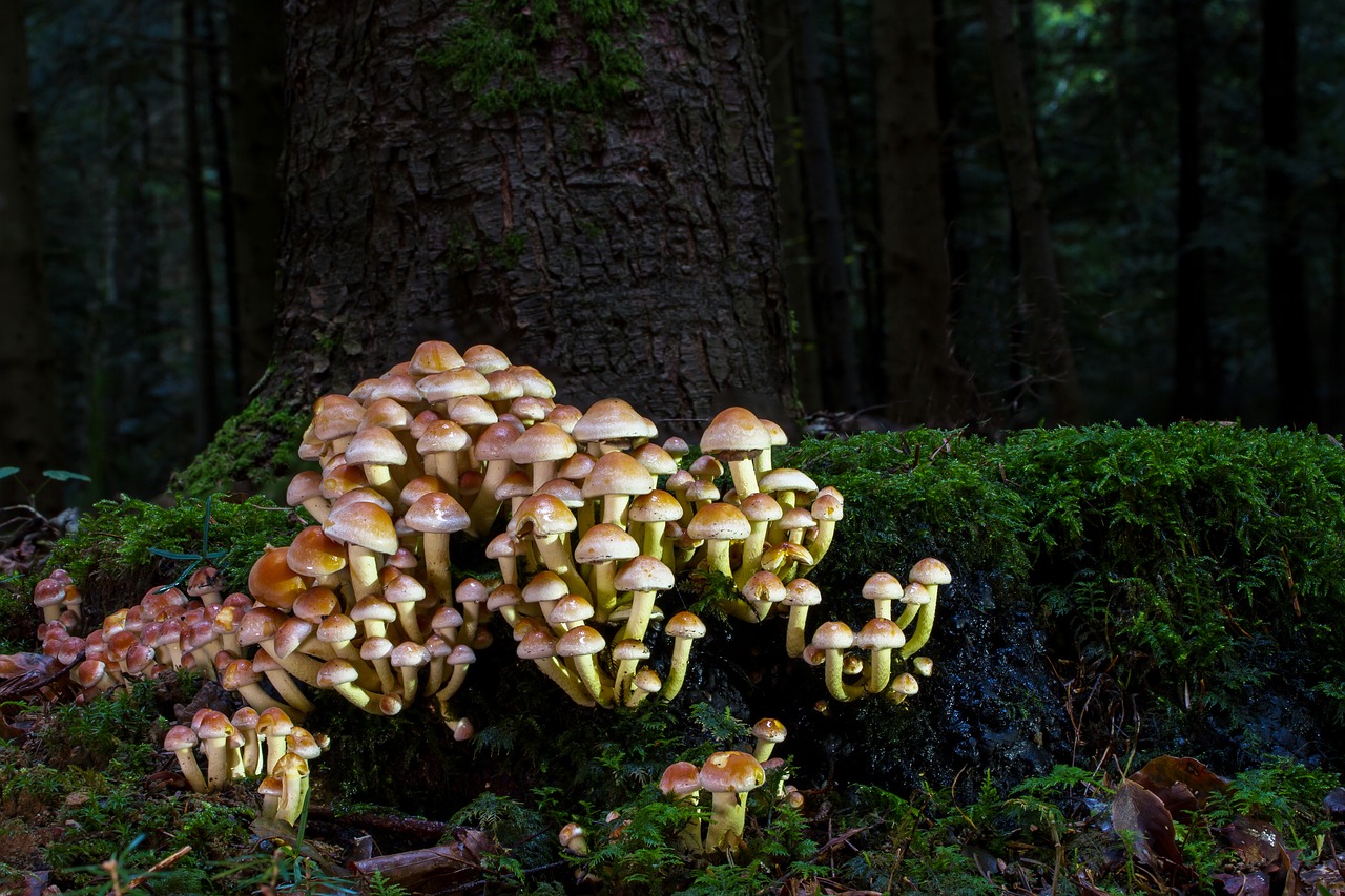 mushroom nameko tree stump free photo